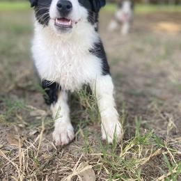 Miniature Australian Shepherd Puppies from Akasta Aussies