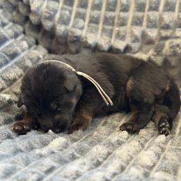 Forge - Black and red male German Shepherd puppy in Medical Lake, Washington from Nine Realms German Shepherds