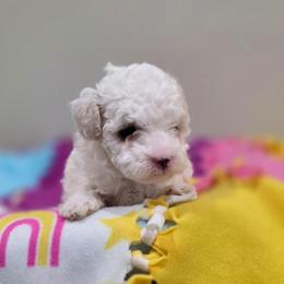 Whisper (AKC) - White female Poodle puppy in Rainbow City, Alabama from Spinks Poodles
