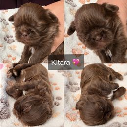 Kitara - Chocolate female Shih Tzu puppy in Orange, California from Shih Tzu Hauz