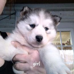 Siberian Husky Puppies from Husky Hollar