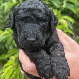 Portobello - Phantom male Poodle puppy in Arroyo Grande, California from Ever So Clever Poodles
