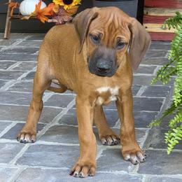Kuja - Rd whtn blk nose male Rhodesian Ridgeback puppy in Gaffney, South Carolina from Circle D Farms