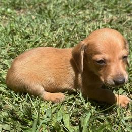CKC LIGHT RED DAPPLE SMOOTH COAT FEMALE - Dapple female Dachshund puppy in Anderson, California from Golden Paws Dachshunds