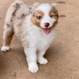 Australian Shepherd, Miniature Australian Shepherd, and Toy Australian Shepherd Puppies from Hunt Farms Mini Aussies