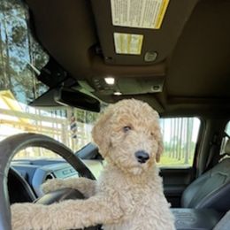Goldendoodle and Poodle Puppies from Guthrie Farms