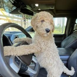 Goldendoodle and Poodle Puppies from Guthrie Farms
