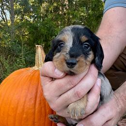 AKC black and tan dapple - Dapple female Dachshund puppy in Ozark, Alabama from Honey Hill Dachshunds