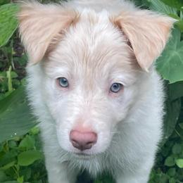 Brown Collar - White and gold male Border Collie puppy in Gadsden, Alabama from Collie Wood Hills