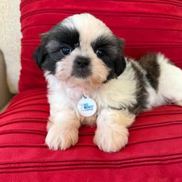 Henry Lou - AKC Champion Bloodline - Tricolor male Shih Tzu puppy in Long Beach, California from Prieto Shih-Tzu's