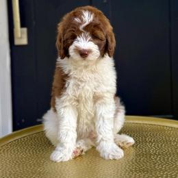 Boy 3 - Brown and white male Bernedoodle puppy in Salt Lake County, Utah from Coco Avenue Pups