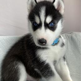 Blue Collar - Black and white male Siberian Husky puppy in Bakersfield, California from Lotus Husky Pack