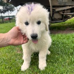 Male 4 - White male Maremma Sheepdog puppy in New Auburn, Wisconsin from Cordell Corgis