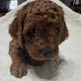 Ellis - Red male Cockapoo puppy in Sheridan, Missouri from Shepherdsfold’s Cockapoos