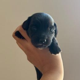 Paxton - Black male Dachshund puppy in Goodyear, Arizona from D&C Royal Dachshunds LLC