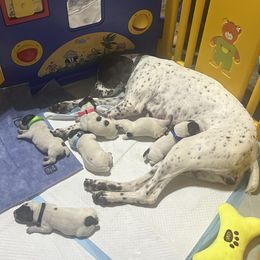 German Shorthaired Pointer Puppies from Third Coast Pointers