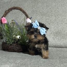 Nikolai - Blue and gold male Yorkshire Terrier puppy in Prosper, Texas from DaintyDawlz
