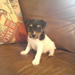 Parson Russell Terrier and Rhodesian Ridgeback Puppies from River Run Parson Russell terriers & River Run Ridgebacks