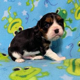 Duke - Tri-color male Cavalier King Charles Spaniel puppy in Poyen, Arkansas from Joels Angels Cavaliers