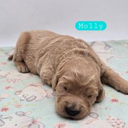 Molly - Apricot female Goldendoodle puppy in Neillsville, Wisconsin from Granton Creek