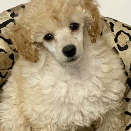 Poodle Puppies from Zoelle Poodles