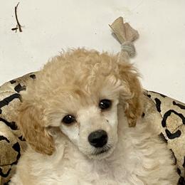 Poodle Puppies from Zoelle Poodles