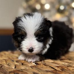 Dixie - Black tri female Miniature American Shepherd puppy in Ash Grove, Missouri from 3 Barrels Farms, LLC
