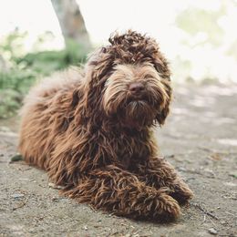 Australian Labradoodles from Oak Manor Australian Labradoodles LLC