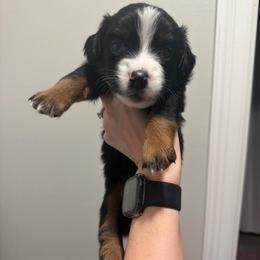 Chase - Black tri male Miniature Australian Shepherd puppy in Sweeny, Texas from Peach Creek Minis