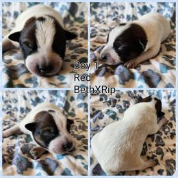 Boy 1 - Red mottled male Australian Cattle Dog puppy in Bradford, Arkansas from Cedar Rock Heelers and Kelpies