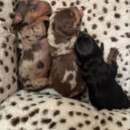 Dachshund puppies from Bergamo’s  Dachshunds