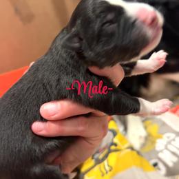 Ollie - Black tri male Miniature Australian Shepherd puppy in Greenwood, Indiana from Above All Aussies