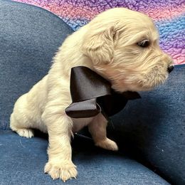 Mr Black - Light golden male Golden Retriever puppy in Denton, Texas from Farley Goldens