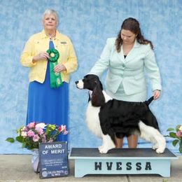 English Springer Spaniel and Labrador Retriever All Grown Up from Buffie Gonzales