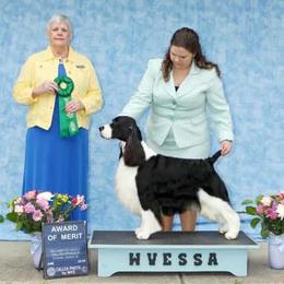 English Springer Spaniel and Labrador Retriever All Grown Up from Buffie Gonzales