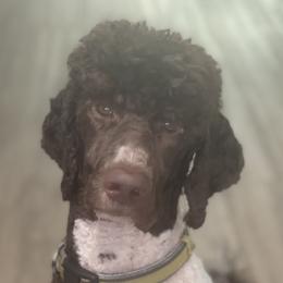 Olli - Poodle