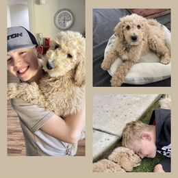 Goldendoodle Puppies from Cute as a Doodle