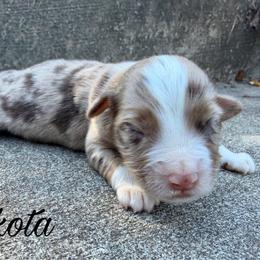 Dakota - Red merle female Miniature Australian Shepherd puppy in Sandy Hook, Kentucky from RidgeTop Aussies