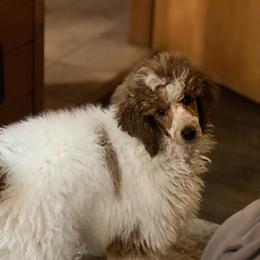 Maverick - Red  male Poodle puppy in Columbus, Montana from Montanas Mountain Bernedoodles