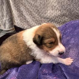 Scottish Collie Puppies from Sundance Scottish-Colleys
