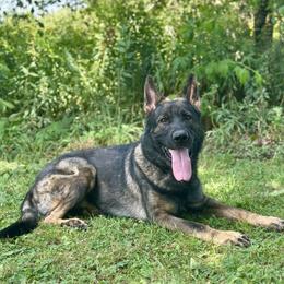 German Shepherd puppies from Render Kennels
