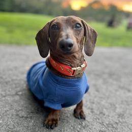 Dachshund Puppies from Army of Dachshunds