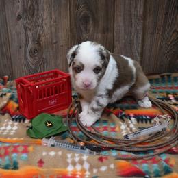 Everett - Red merle male Miniature Australian Shepherd puppy in Geary, Oklahoma from Helm Farms Aussies