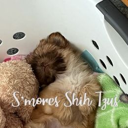 Shih Tzus from Smore's Shih Tzus
