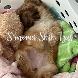 Shih Tzus from Smore's Shih Tzus