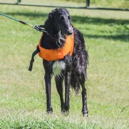 Borzoi and Silken Windhound All Grown Up from Perla Silken Windhounds & Borzoi