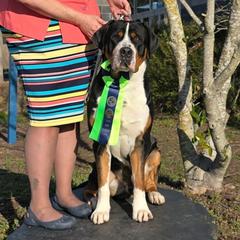 Silas - Greater Swiss Mountain Dog