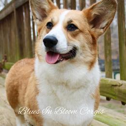 Harlie - Pembroke Welsh Corgi