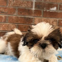 Wonder Boy - Gold and white male Shih Tzu puppy in New York, New York from Falling Star