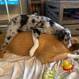 Miniature Australian Shepherd All Grown Up from Kountryside Mini Aussies